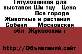 Титулованная для выставок Ши-тцу › Цена ­ 100 000 - Все города Животные и растения » Собаки   . Московская обл.,Жуковский г.